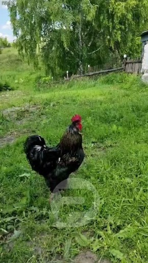  73              