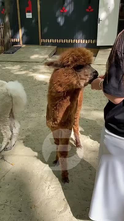    ,   .          .     ,    , , ...