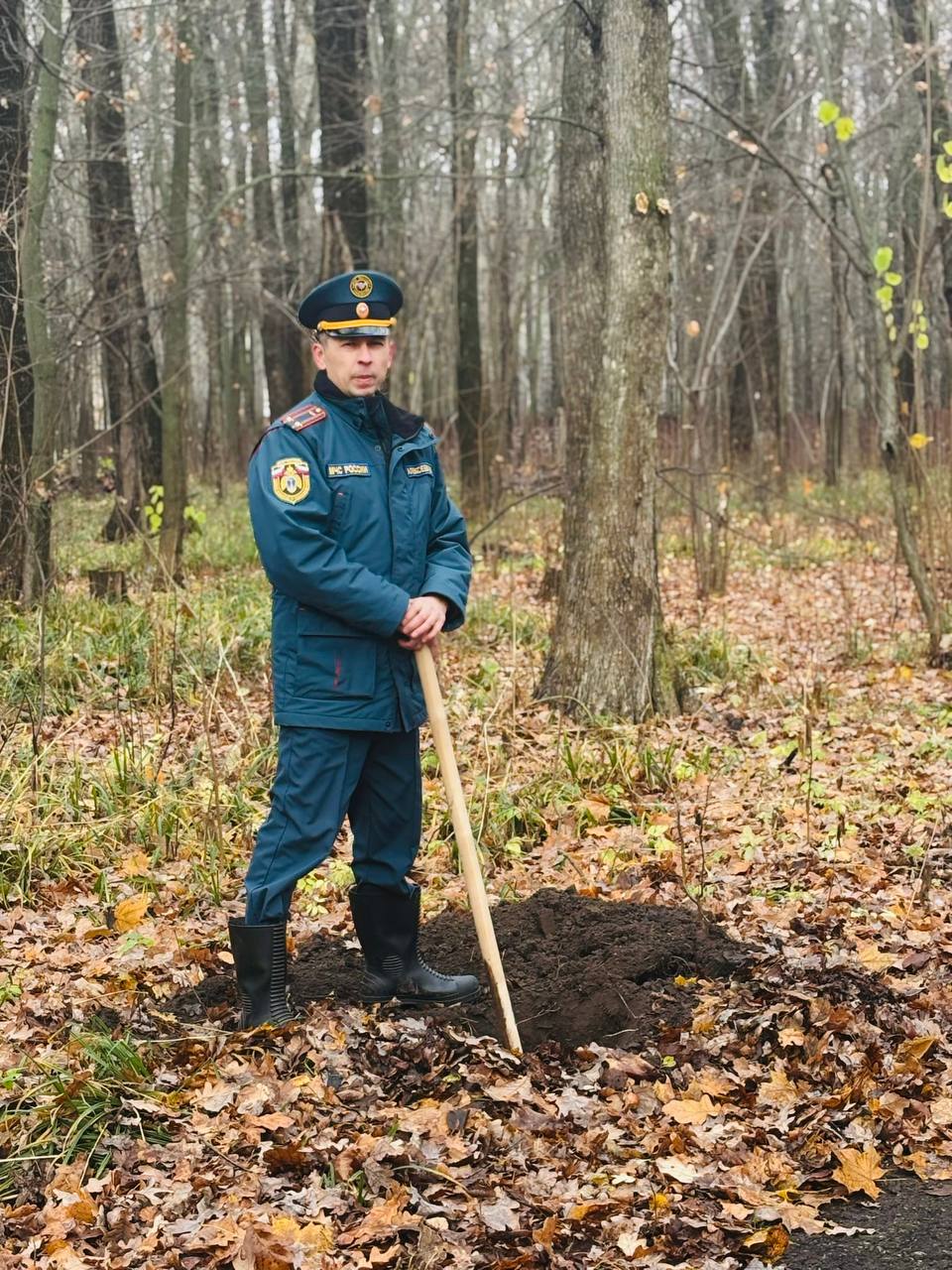 Кедромания добра в Парке Победы Кедромания добра в Парке Победы