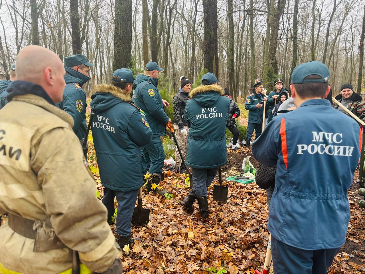 Кедромания добра в Парке Победы Кедромания добра в Парке Победы