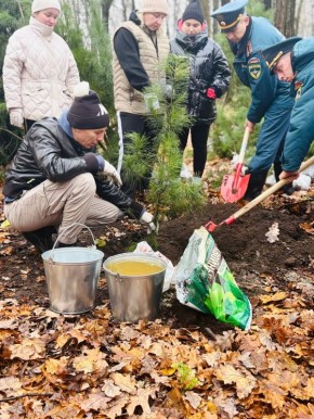 Кедромания добра в Парке Победы