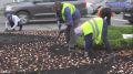 В Ульяновске приступили к высадке тюльпанов