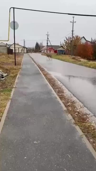 В Павловке косуля показала, что для нее на пути нет почти никаких преград