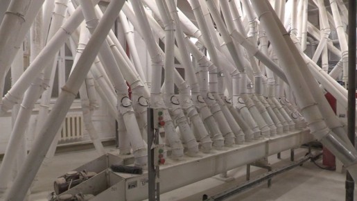 Зерно, собранное с полей Ульяновской области, кормит не только нашу страну