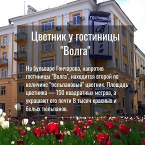 На этой неделе мы посадили в ульяновских цветниках 43 тысячи луковиц тюльпанов