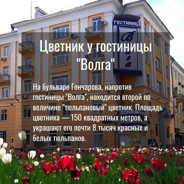 На этой неделе мы посадили в ульяновских цветниках 43 тысячи луковиц тюльпанов