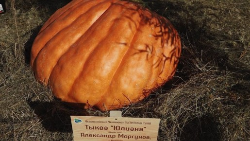 Утро доброе, друзья!. В этот день, 31 октября, отмечаем Тыквенный спас, Международный день Чёрного моря, День общественного активиста и Международный день экономии