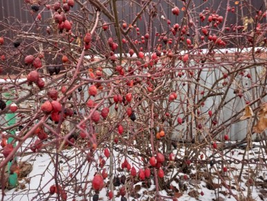 Как правильно заваривать шиповник: секреты витаминного напитка