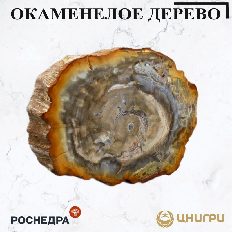 В эту среду ЦНИГРИ. расскажет об окаменелом дереве и его связи с минералами