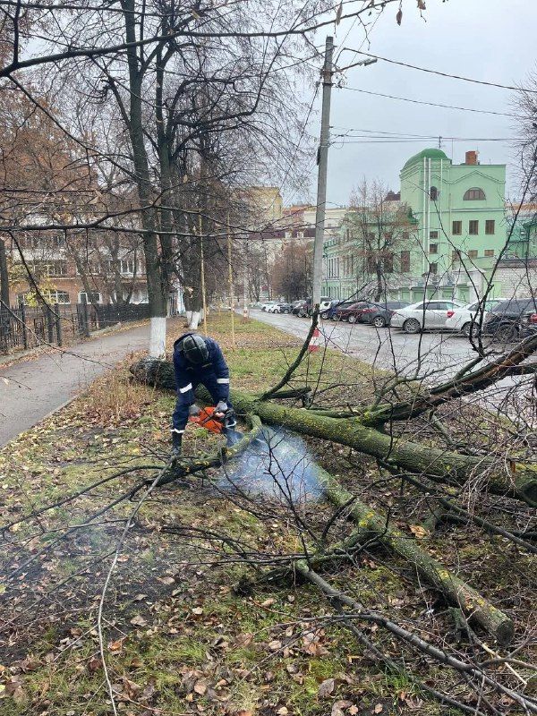 В центре Ульяновска распилили упавшее дерево