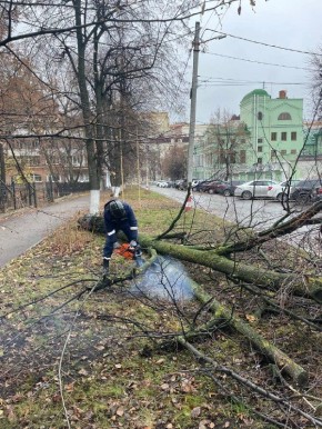 В центре Ульяновска распилили упавшее дерево