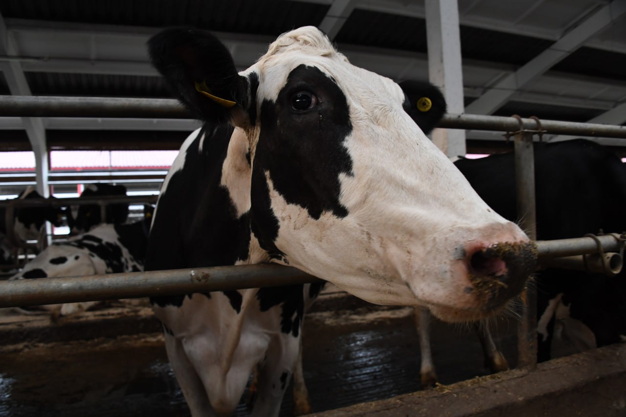 Ульяновские депутаты отметили важность сохранения мер поддержки АПК в 2026 году