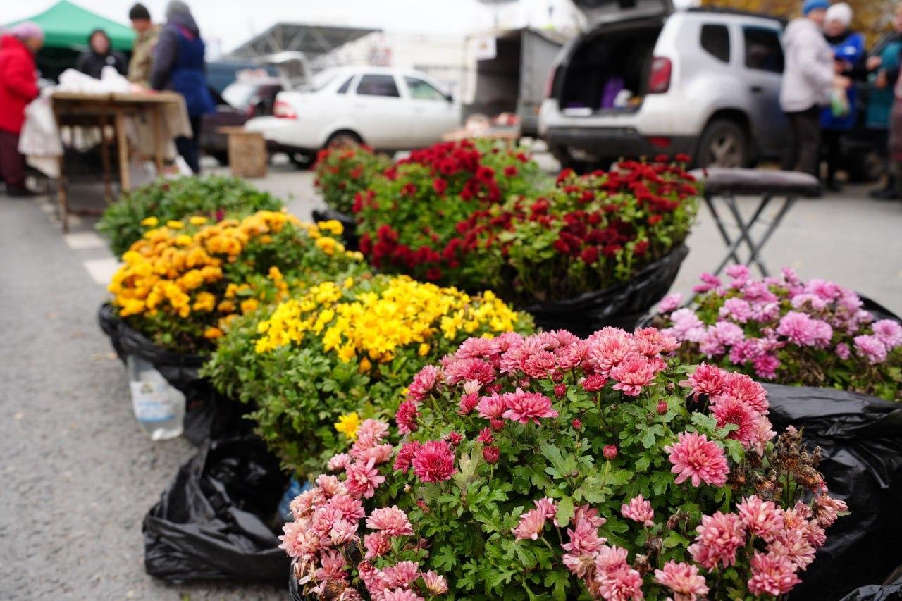 Последняя осенняя продовольственная ярмарка пройдёт 8 ноября в Засвияжском районе Последняя осенняя продовольственная ярмарка пройдёт 8 ноября в Засвияжском районе