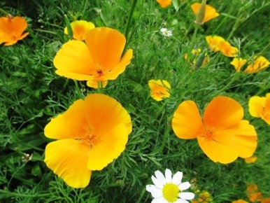 Эшшольция: Как вырастить яркие цветы и не ошибиться с выбором места