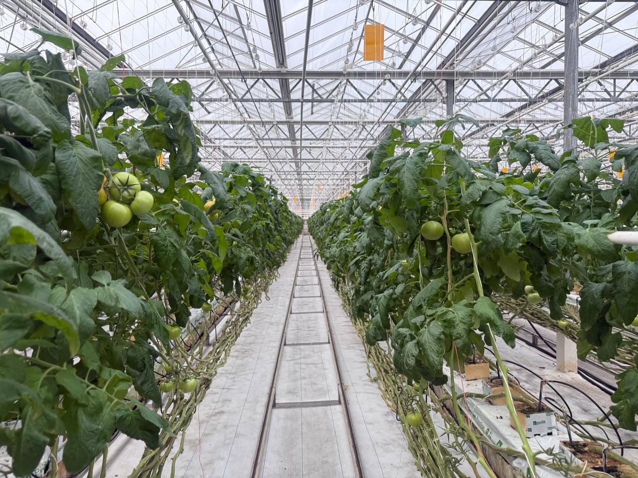 Алексей Русских: В «Тепличном» продолжается модернизация производства Алексей Русских: В «Тепличном» продолжается модернизация производства