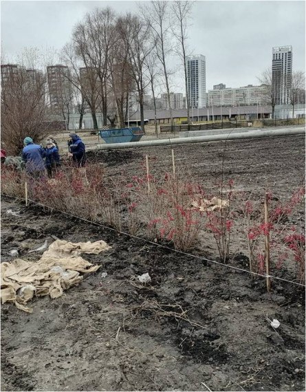 В Ульяновске до конца осени дополнительно высадят почти 2400 зелёных насаждений В Ульяновске до конца осени дополнительно высадят почти 2400 зелёных насаждений