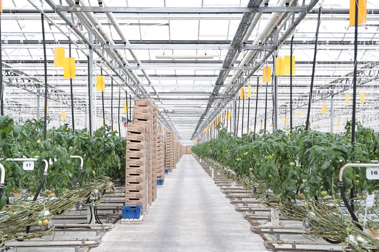 Алексей Русских: В «Тепличном» продолжается модернизация производства Алексей Русских: В «Тепличном» продолжается модернизация производства