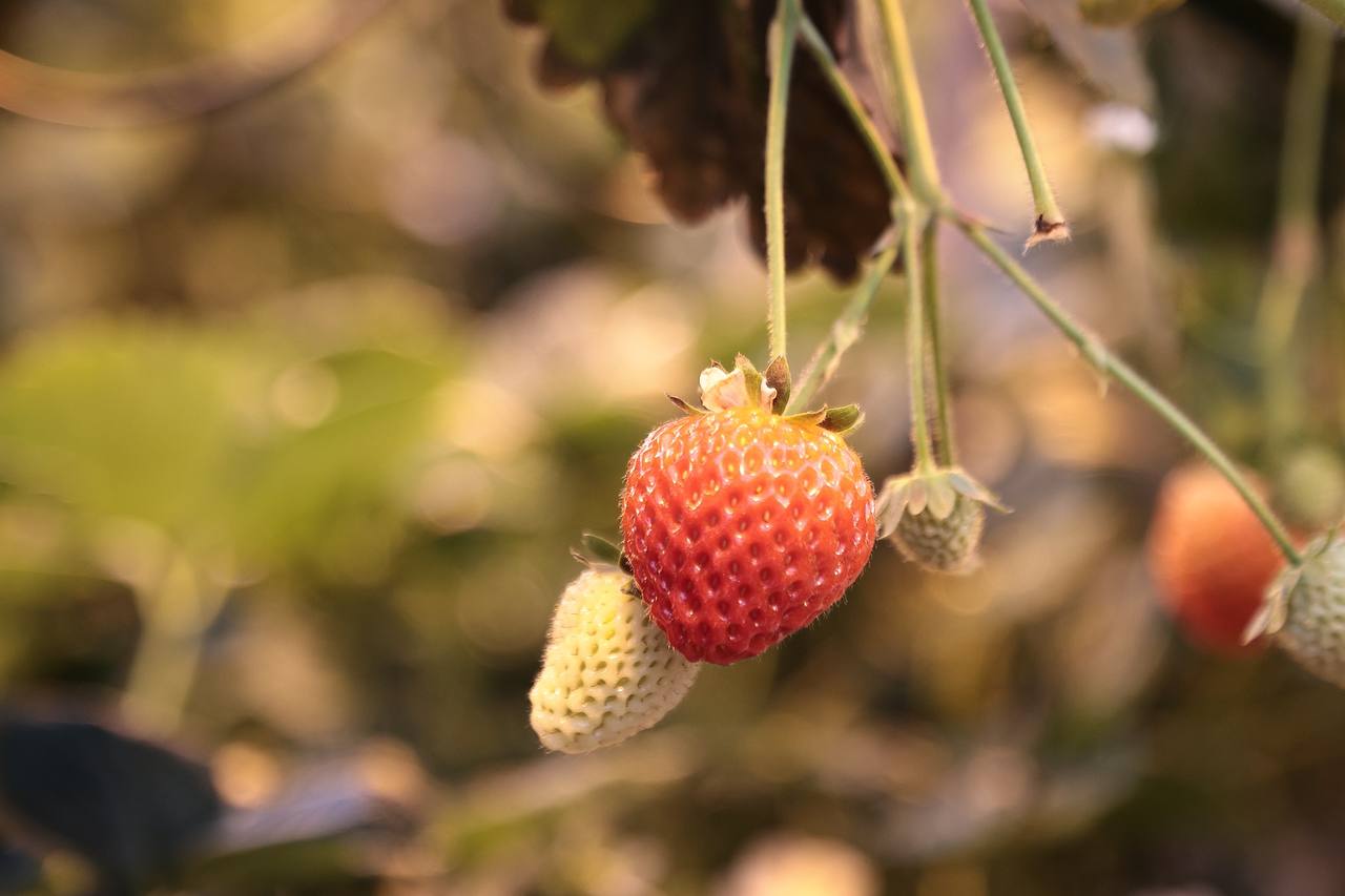 Алексей Русских: В «Тепличном» продолжается модернизация производства Алексей Русских: В «Тепличном» продолжается модернизация производства