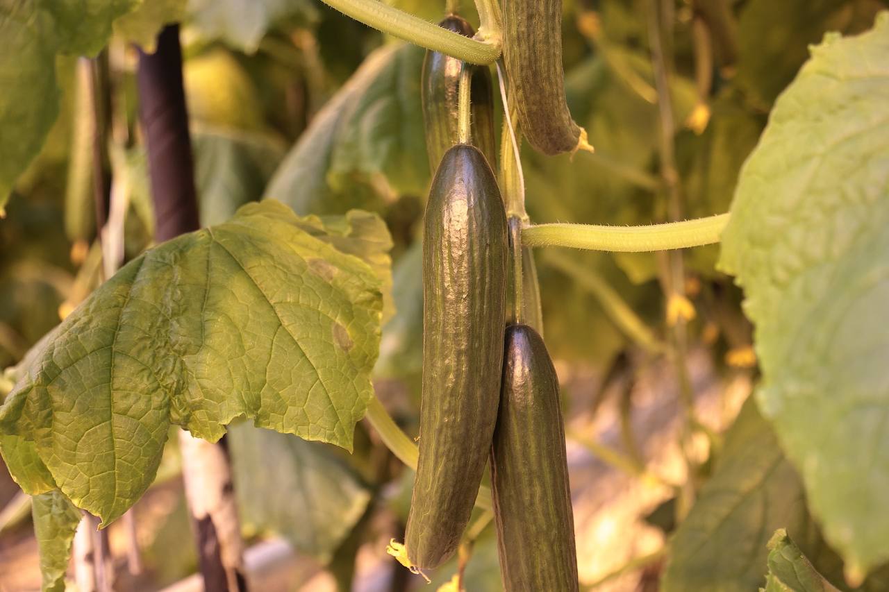 Алексей Русских: В «Тепличном» продолжается модернизация производства Алексей Русских: В «Тепличном» продолжается модернизация производства