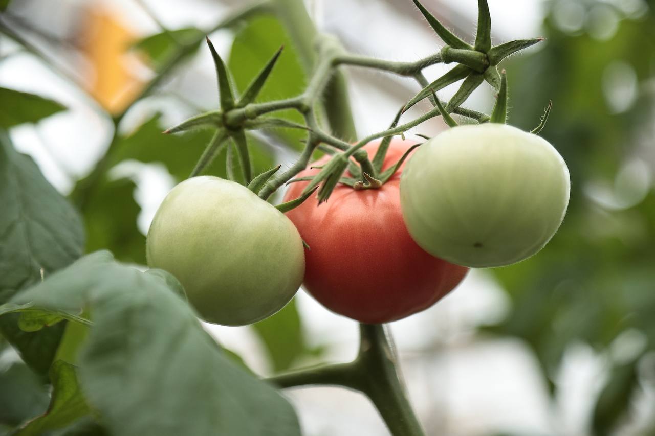 Алексей Русских: В «Тепличном» продолжается модернизация производства Алексей Русских: В «Тепличном» продолжается модернизация производства