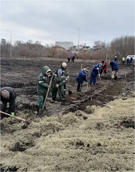 В Ульяновске до конца осени дополнительно высадят почти 2400 зелёных насаждений