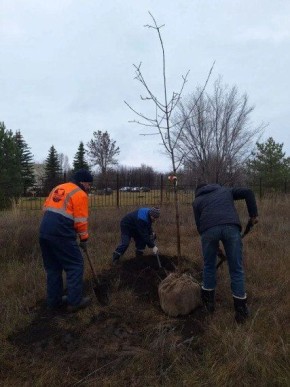 В Ульяновске продолжается озеленение сквера Антонова