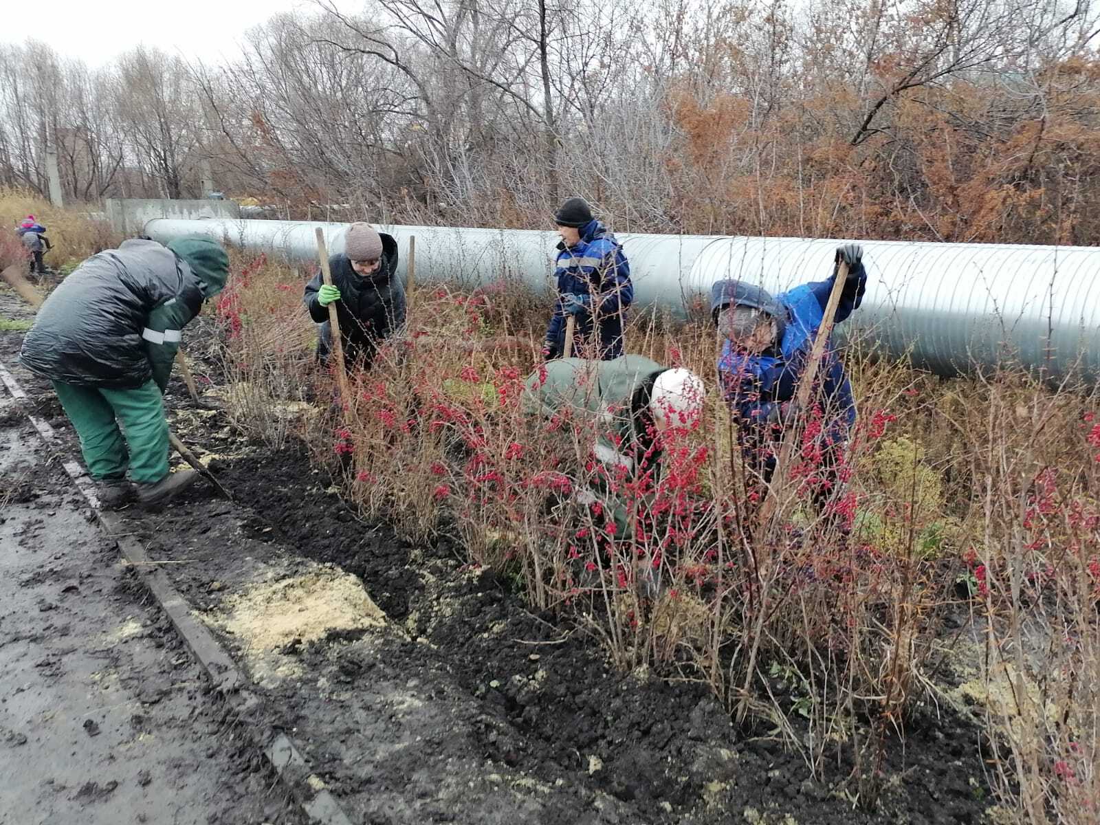 Специалисты Городского центра по благоустройству и озеленению посадили 63 дерева и 113 кустарников Специалисты Городского центра по благоустройству и озеленению посадили 63 дерева и 113 кустарников