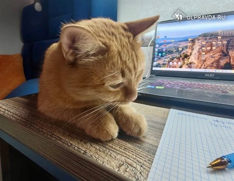 Котики в науке, ежик в тумане