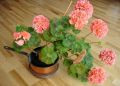 Как добиться цветения герани зимой: секреты, которые работают