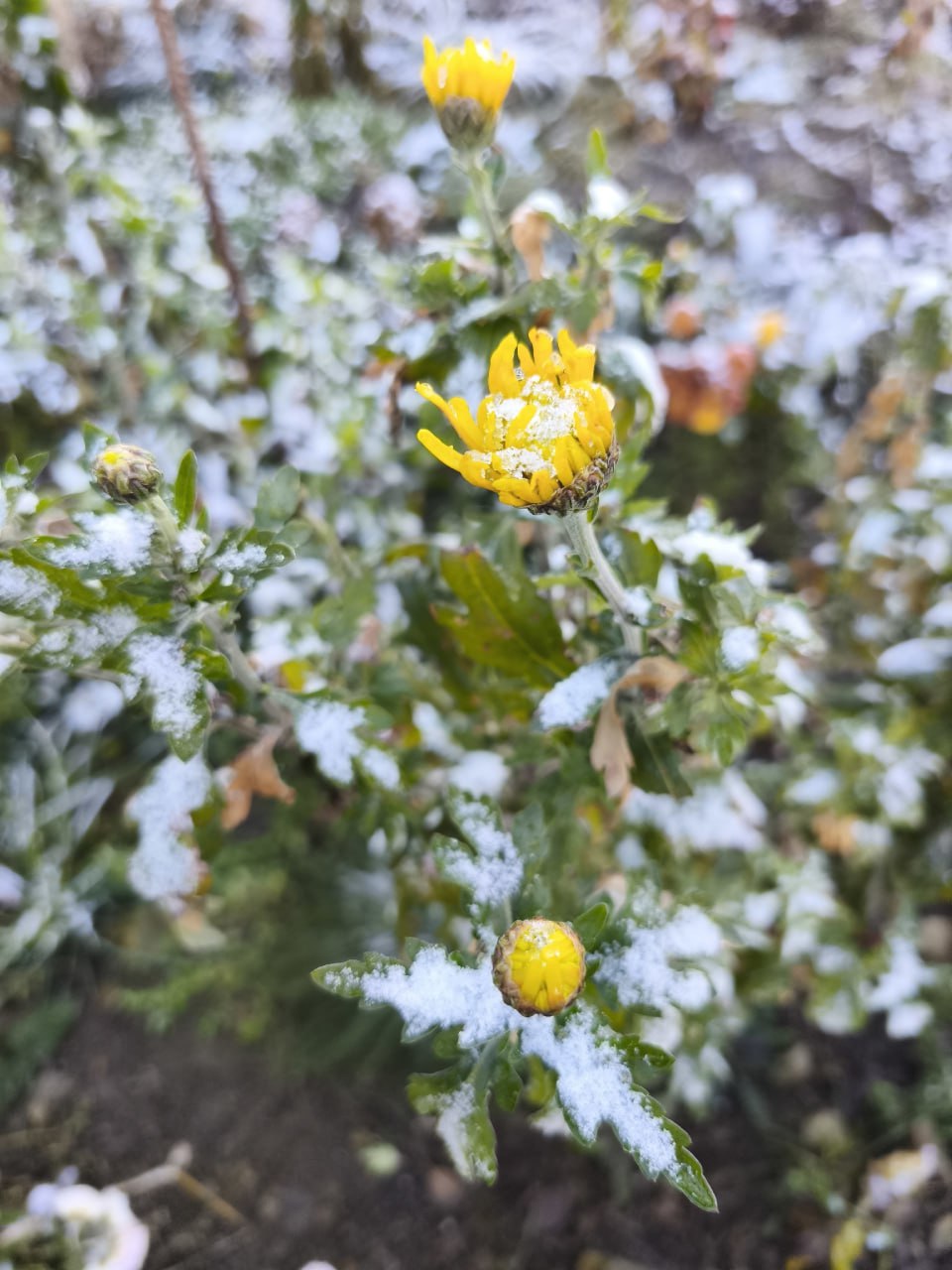 В ночь на 16 ноября в Ульяновской области выпал первый снег Делимся фотографиями из соцсетей В ночь на 16 ноября в Ульяновской области выпал первый снег Делимся фотографиями из соцсетей