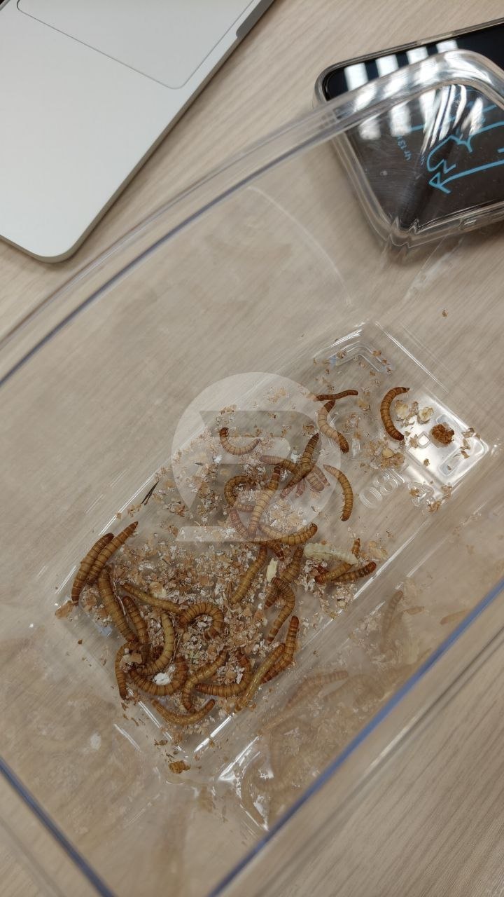 Видотипичный корм для рыб, обитающих в резервуарах ульяновских рыбохозяйств (а затем — далее по стране и за рубеж) — на свой стартап студент УлГТУ Алексей Быков получил миллион рублей Видотипичный корм для рыб, обитающих в резервуарах ульяновских рыбохозяйств (а затем — далее по стране и за рубеж) — на свой стартап студент УлГТУ Алексей Быков получил миллион рублей