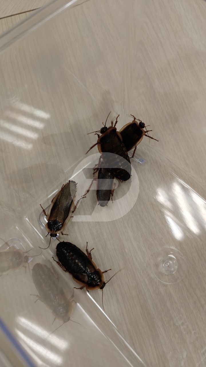 Видотипичный корм для рыб, обитающих в резервуарах ульяновских рыбохозяйств (а затем — далее по стране и за рубеж) — на свой стартап студент УлГТУ Алексей Быков получил миллион рублей Видотипичный корм для рыб, обитающих в резервуарах ульяновских рыбохозяйств (а затем — далее по стране и за рубеж) — на свой стартап студент УлГТУ Алексей Быков получил миллион рублей