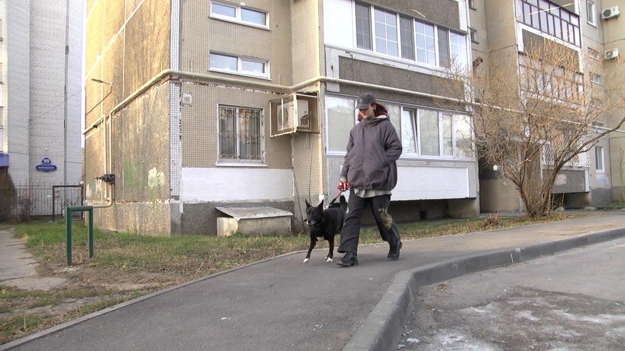 Стандарты по благоустройству для братьев наших меньших — новый законопроект, устанавливающий ГОСТы в отношении площадок для выгула собак разработали в России