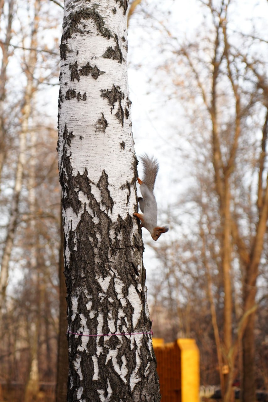 В ульяновском парке Юности завершают устройство входной группы В ульяновском парке Юности завершают устройство входной группы