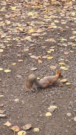 Доброе утро, друзья!. Встречаем новую неделю! Сегодня, 17 ноября, празднуем Международный день белки, Международный день студентов, День участковых уполномоченных полиции РФ и День защиты чёрных котов и кошек