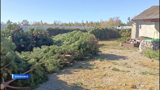Приключения пушистых красавиц начинается