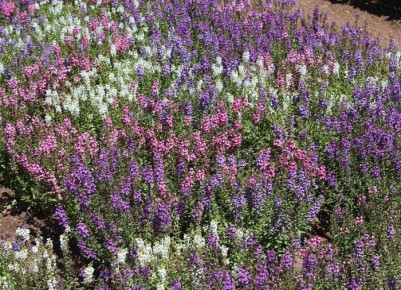 Растения, сохранившие красоту в засушливых условиях