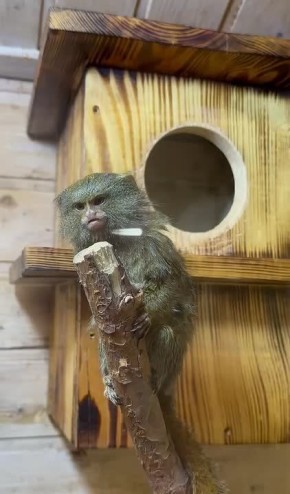 Вечер пятницы — а вы всё ещё на работе? Карликовая игрунка в недоумении!