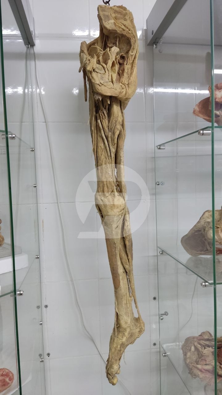 Учился бесплатно? Работай за деньги Учился бесплатно? Работай за деньги