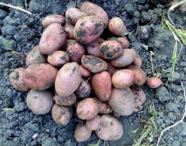 Как продлить срок хранения картофеля: простые секреты для квартиры