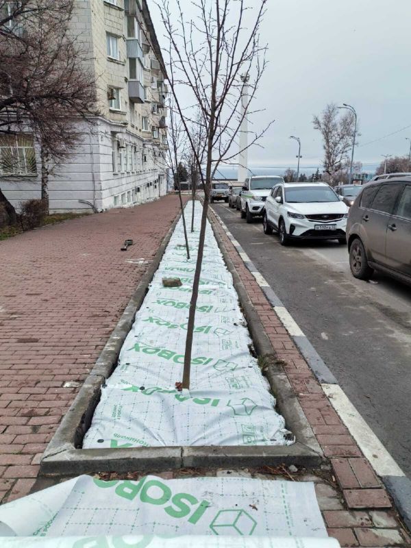 Корни деревьев в центре Ульяновска укрыли геотекстилем от зимних реагентов