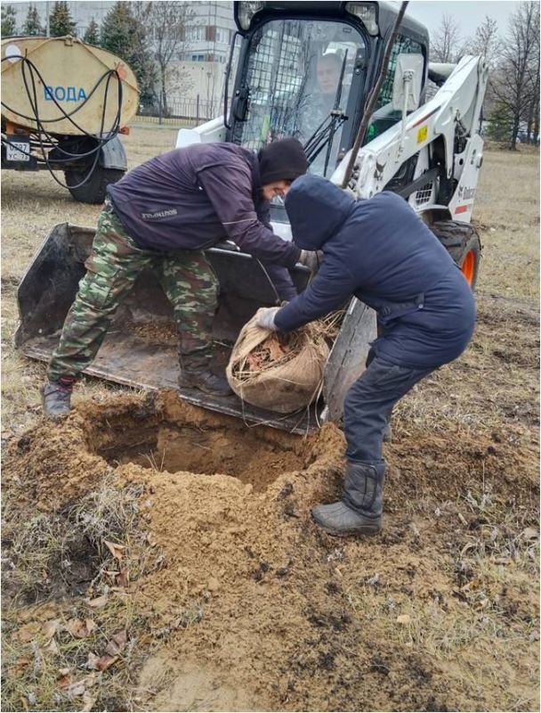 В ульяновском сквере Антонова в этом году высадили больше трёхсот деревьев