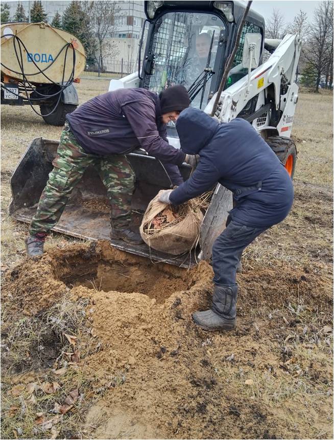 В ульяновском сквере Антонова в этом году высадили больше трёхсот деревьев
