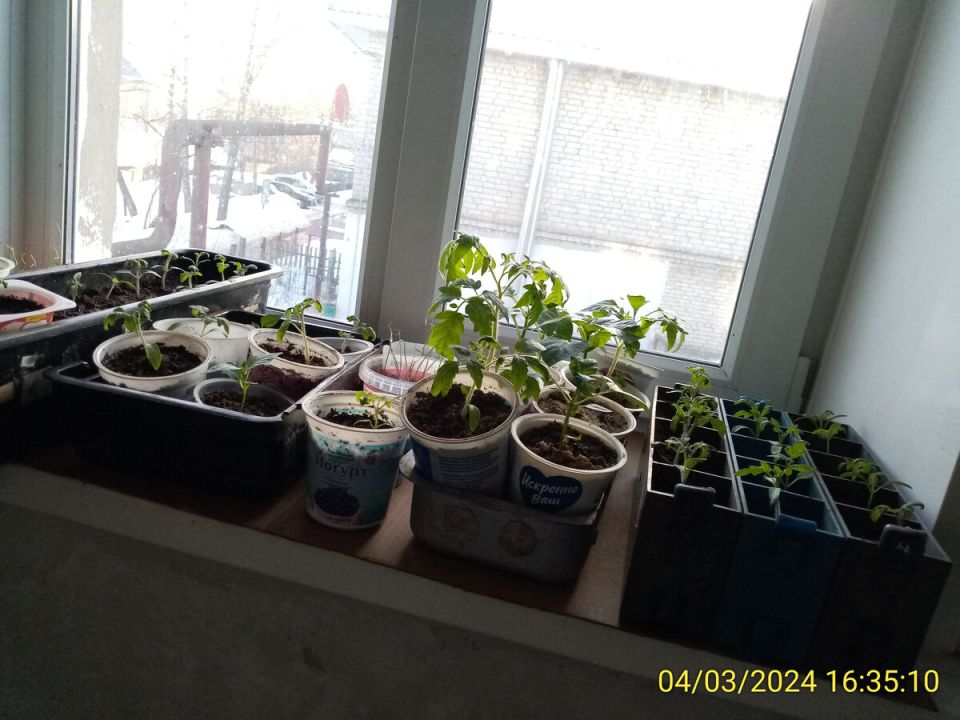 Секреты успешного полива рассады перцев и томатов