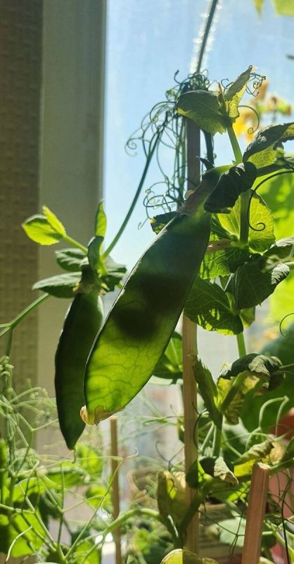 Успех на огороде: секреты посева горошка и бобов в 2025 году