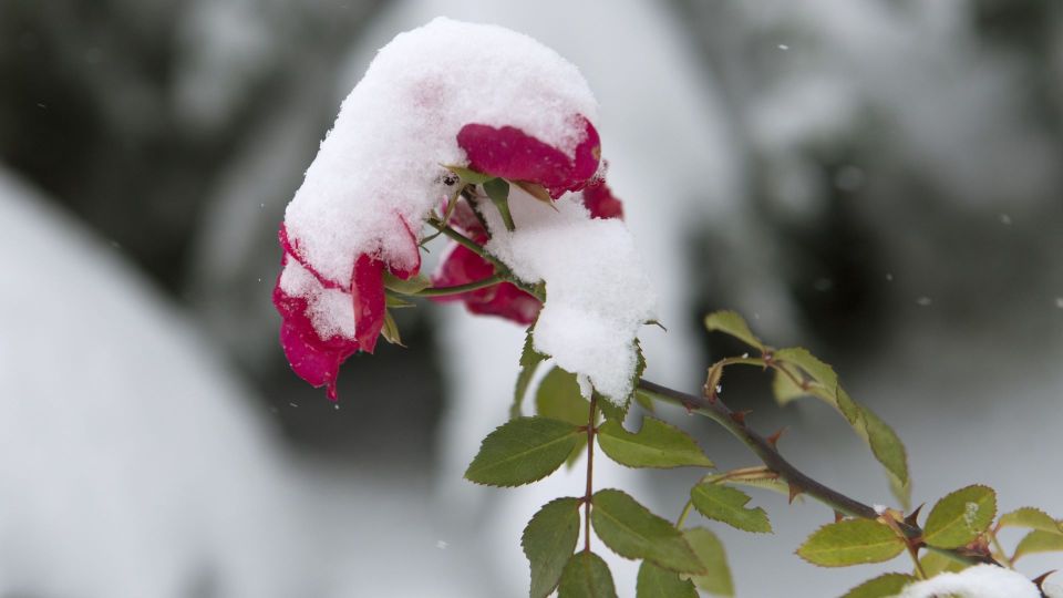 Зря забыли о даче до весны: эти садовые работы нужно выполнить уже в январе