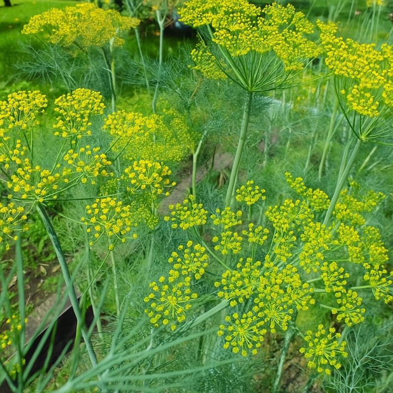 Как сохранить укроп свежим и ароматным до самой осени