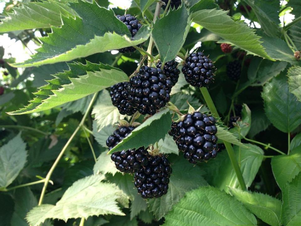 Ежевика и земляника: как не запутаться в сладком разнообразии природы