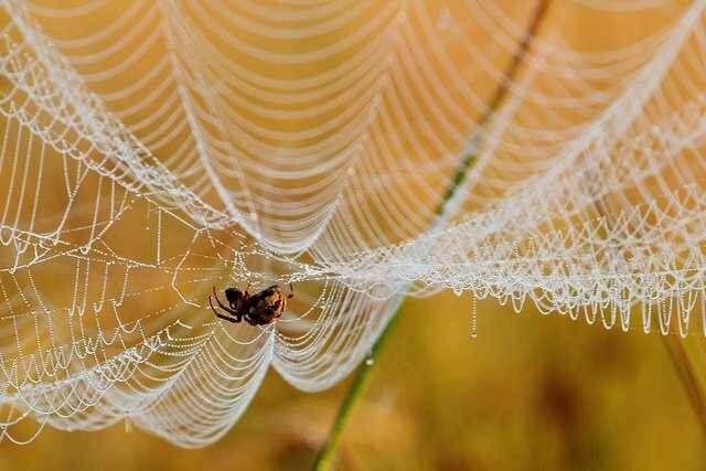 Почему осень — время, когда пауки захватывают наши территории?