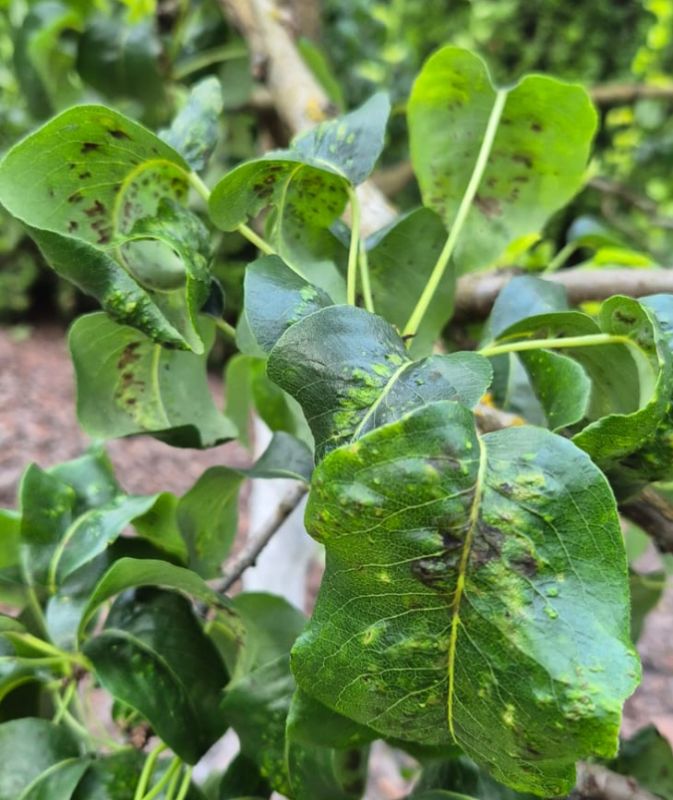 Галловый клещ на груше: что нужно знать и как бороться